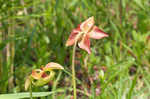 Purple pitcherplant